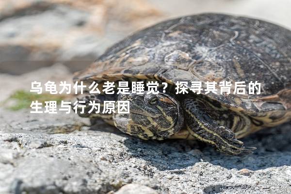 乌龟为什么老是睡觉？探寻其背后的生理与行为原因