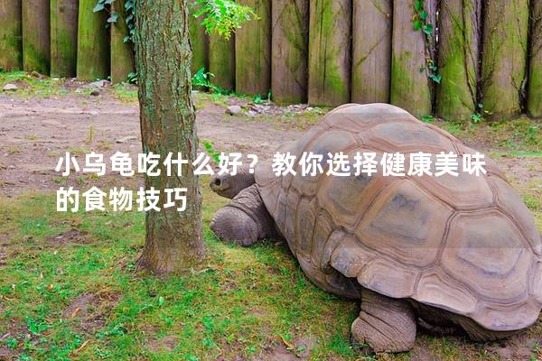 小乌龟吃什么好？教你选择健康美味的食物技巧