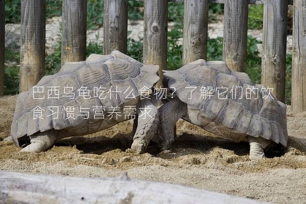 巴西乌龟吃什么食物？了解它们的饮食习惯与营养需求