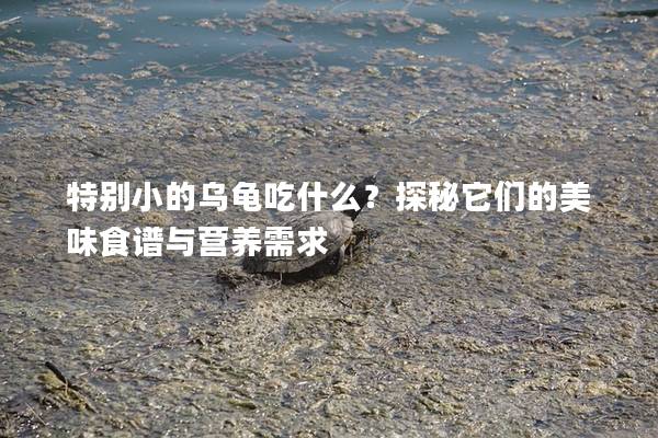 特别小的乌龟吃什么？探秘它们的美味食谱与营养需求