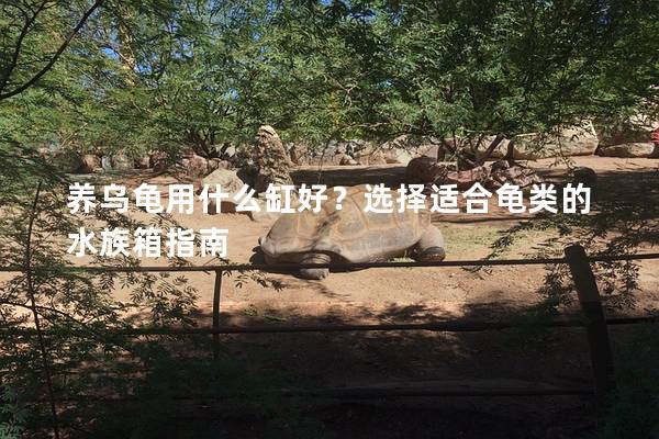 养乌龟用什么缸好？选择适合龟类的水族箱指南