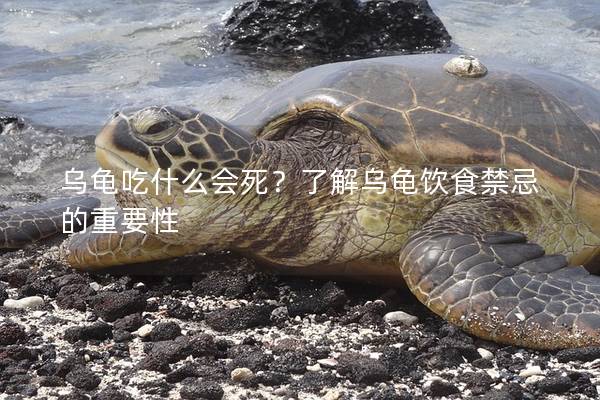 乌龟吃什么会死？了解乌龟饮食禁忌的重要性