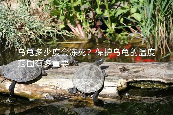 乌龟多少度会冻死？保护乌龟的温度范围有多重要