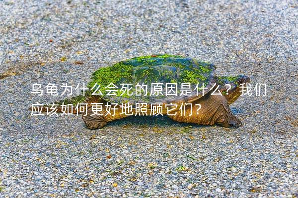 乌龟为什么会死的原因是什么？我们应该如何更好地照顾它们？