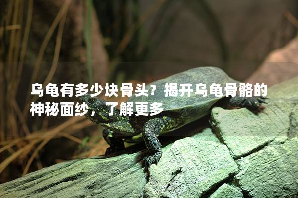 乌龟有多少块骨头？揭开乌龟骨骼的神秘面纱，了解更多