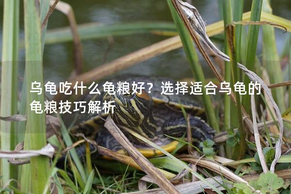 乌龟吃什么龟粮好？选择适合乌龟的龟粮技巧解析