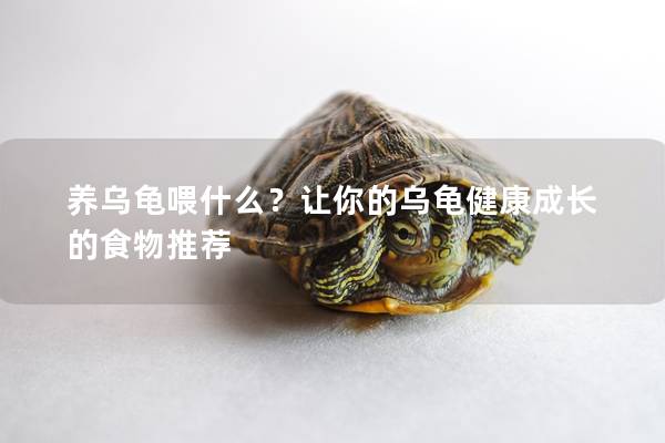 养乌龟喂什么？让你的乌龟健康成长的食物推荐