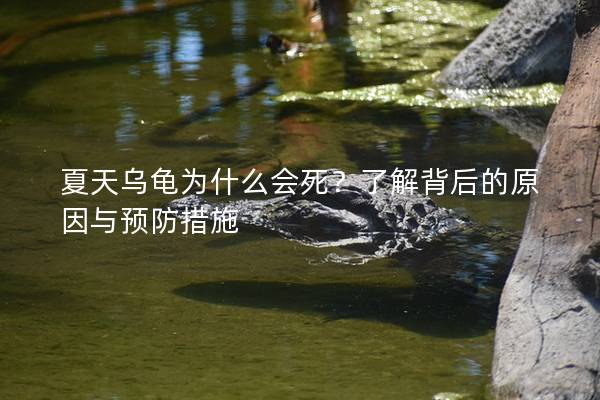夏天乌龟为什么会死？了解背后的原因与预防措施