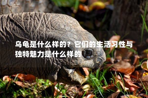 乌龟是什么样的？它们的生活习性与独特魅力是什么样的