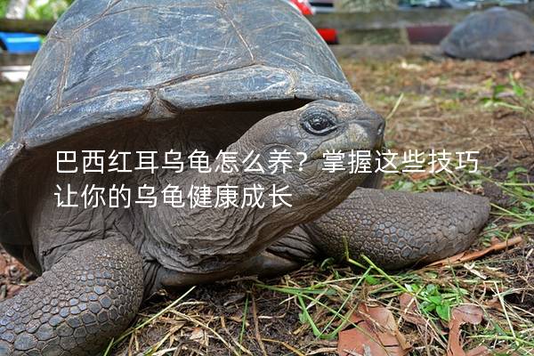 巴西红耳乌龟怎么养？掌握这些技巧让你的乌龟健康成长