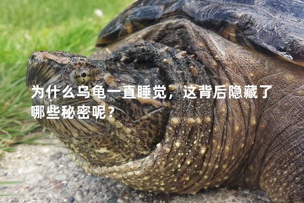 为什么乌龟一直睡觉，这背后隐藏了哪些秘密呢？