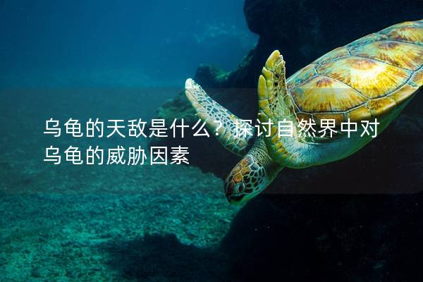 乌龟的天敌是什么？探讨自然界中对乌龟的威胁因素
