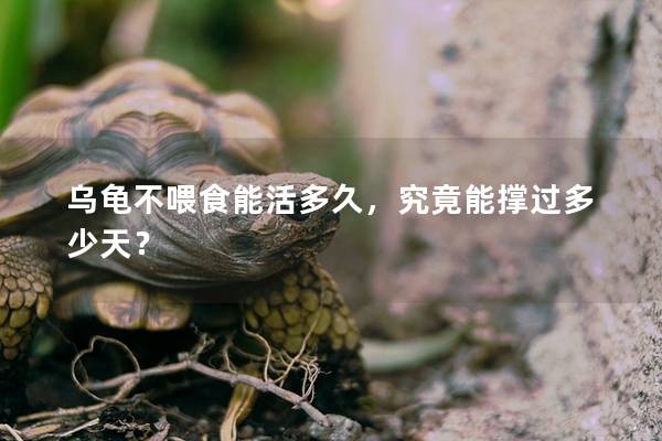 乌龟不喂食能活多久，究竟能撑过多少天？