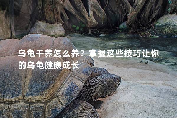 乌龟干养怎么养？掌握这些技巧让你的乌龟健康成长