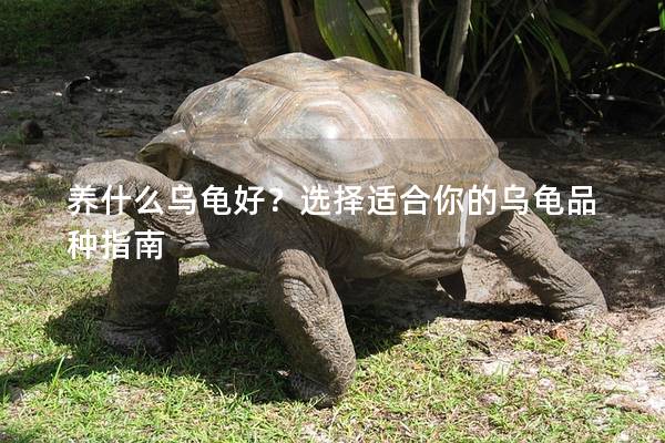 养什么乌龟好？选择适合你的乌龟品种指南