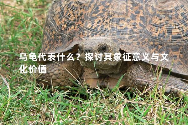 乌龟代表什么？探讨其象征意义与文化价值