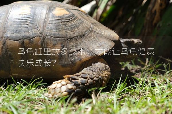 乌龟缸里放多少水，才能让乌龟健康快乐成长？