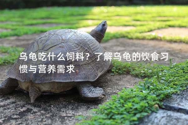 乌龟吃什么饲料？了解乌龟的饮食习惯与营养需求