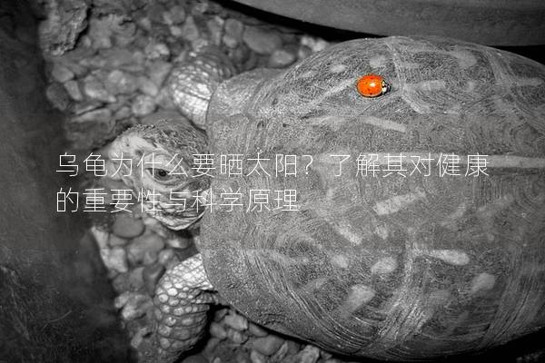 乌龟为什么要晒太阳？了解其对健康的重要性与科学原理