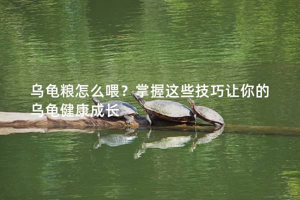 乌龟粮怎么喂？掌握这些技巧让你的乌龟健康成长