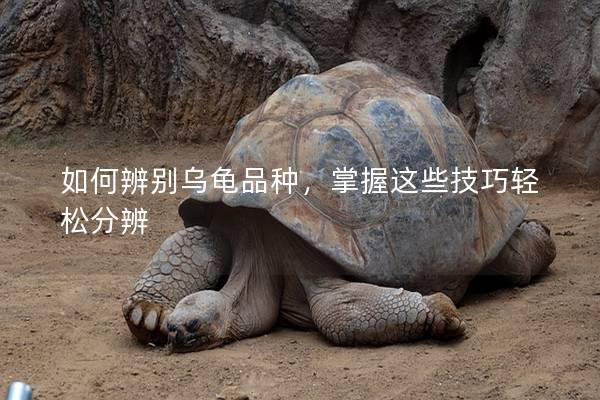 如何辨别乌龟品种，掌握这些技巧轻松分辨
