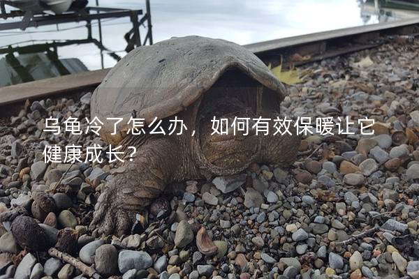 乌龟冷了怎么办，如何有效保暖让它健康成长？