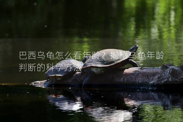 巴西乌龟怎么看年龄？揭秘乌龟年龄判断的科学方法