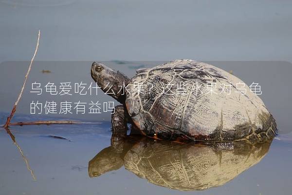 乌龟爱吃什么水果？这些水果对乌龟的健康有益吗