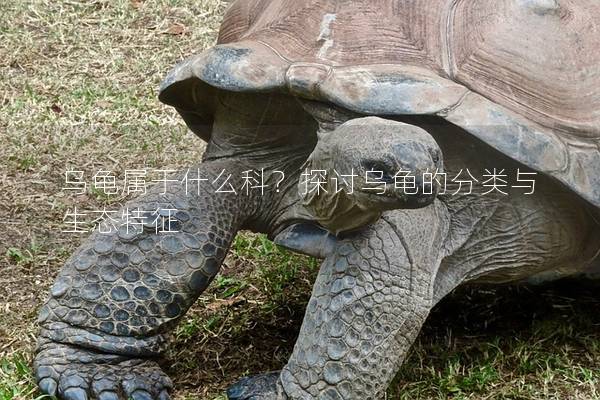 乌龟属于什么科？探讨乌龟的分类与生态特征