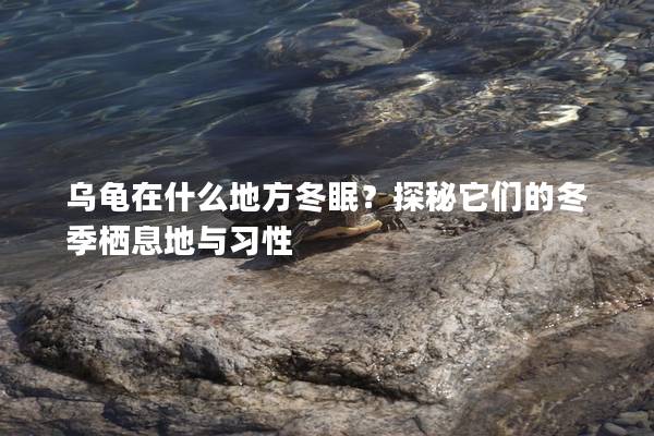 乌龟在什么地方冬眠？探秘它们的冬季栖息地与习性