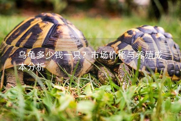 乌龟多少钱一只？市场价格与养殖成本分析
