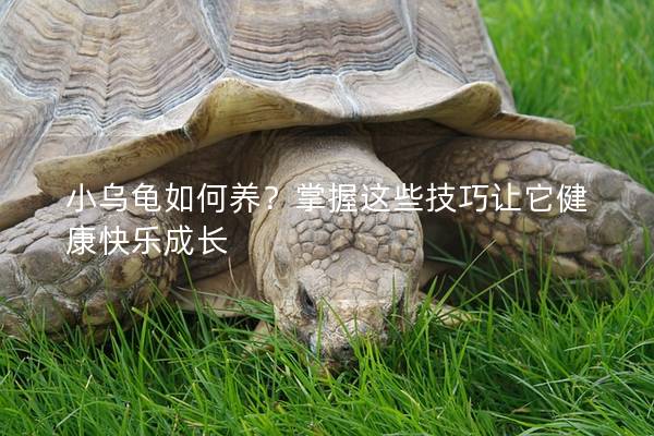 小乌龟如何养？掌握这些技巧让它健康快乐成长