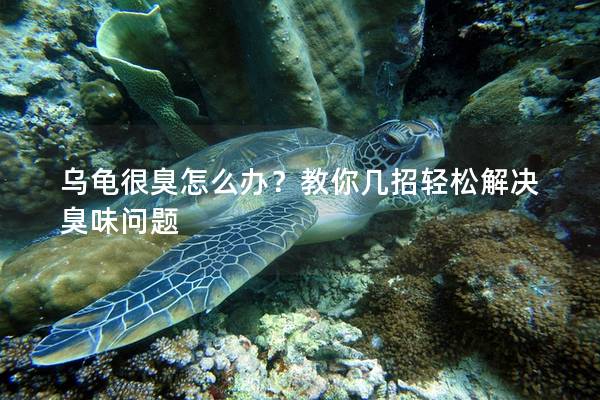 乌龟很臭怎么办？教你几招轻松解决臭味问题