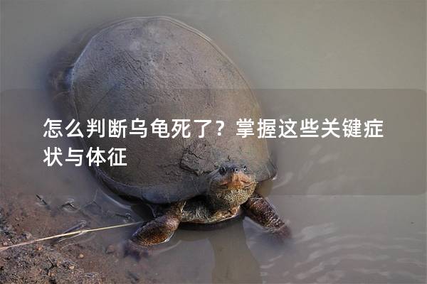 怎么判断乌龟死了？掌握这些关键症状与体征