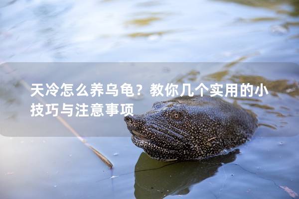 天冷怎么养乌龟？教你几个实用的小技巧与注意事项