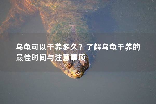 乌龟可以干养多久？了解乌龟干养的最佳时间与注意事项