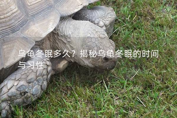 乌龟冬眠多久？揭秘乌龟冬眠的时间与习性