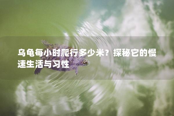 乌龟每小时爬行多少米？探秘它的慢速生活与习性