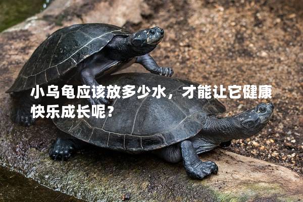 小乌龟应该放多少水，才能让它健康快乐成长呢？