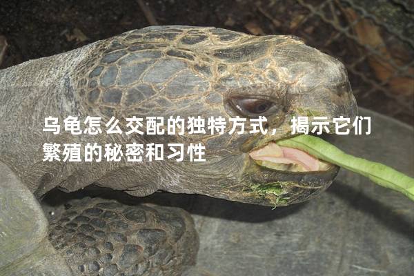 乌龟怎么交配的独特方式，揭示它们繁殖的秘密和习性