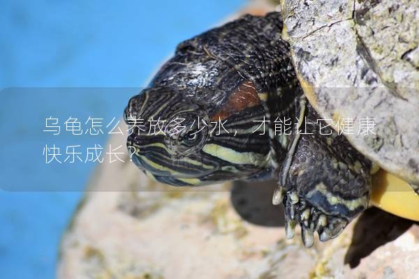 乌龟怎么养放多少水，才能让它健康快乐成长？