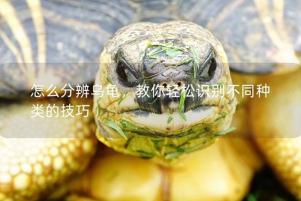 怎么分辨乌龟，教你轻松识别不同种类的技巧