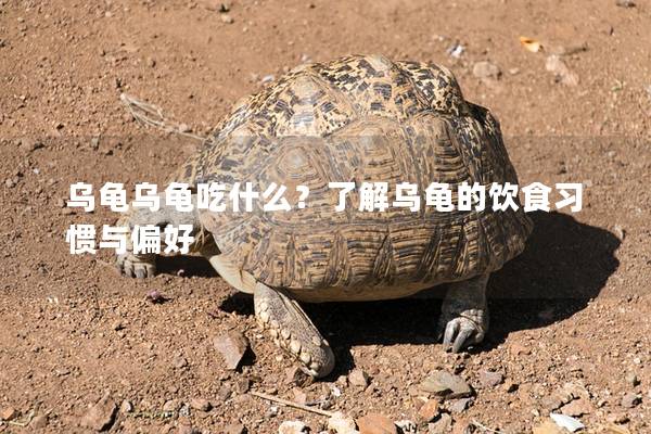 乌龟乌龟吃什么？了解乌龟的饮食习惯与偏好