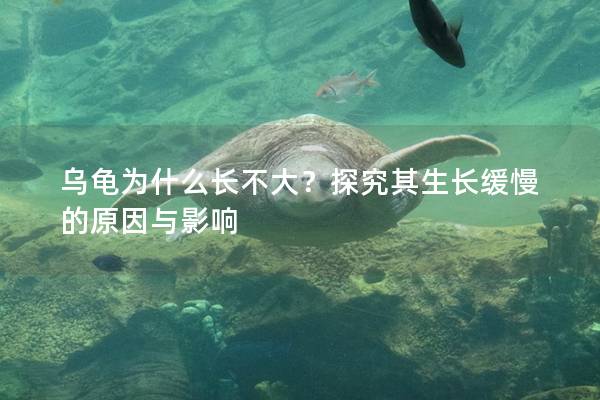 乌龟为什么长不大？探究其生长缓慢的原因与影响