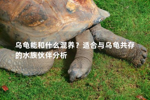 乌龟能和什么混养？适合与乌龟共存的水族伙伴分析