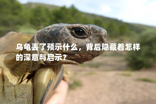 乌龟丢了预示什么，背后隐藏着怎样的深意与启示？