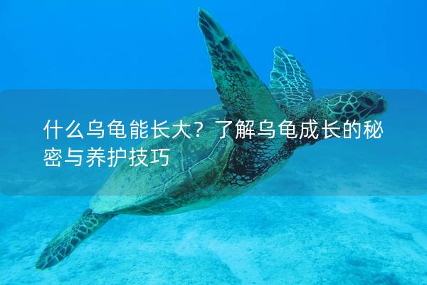 什么乌龟能长大？了解乌龟成长的秘密与养护技巧