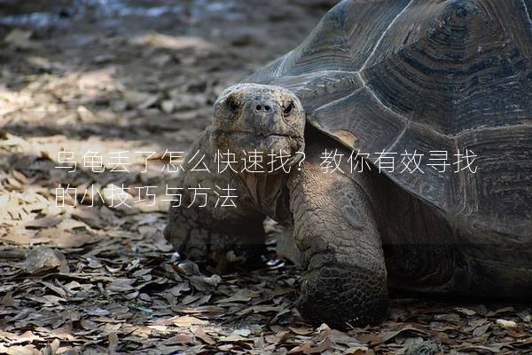 乌龟丢了怎么快速找？教你有效寻找的小技巧与方法
