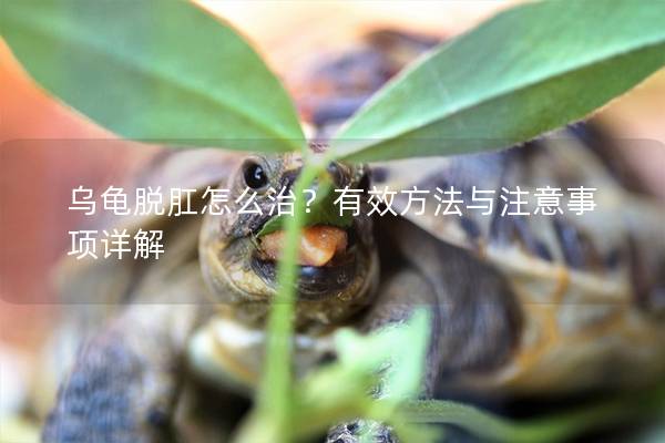乌龟脱肛怎么治？有效方法与注意事项详解