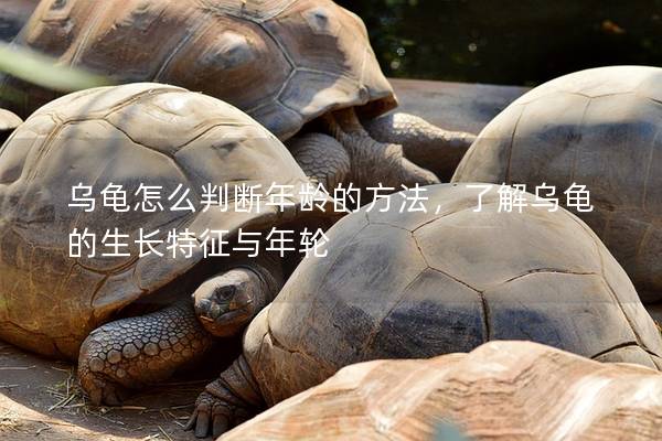 乌龟怎么判断年龄的方法，了解乌龟的生长特征与年轮